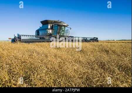 Una mietitrebbia dritta taglia in un campo di colza maturo durante il raccolto, vicino a Lorette; Manitoba, Canada Foto Stock