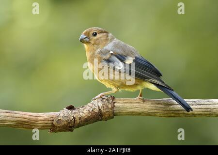 Corrida eurasiatica (Pirrhula pirrhula), uccello giovane su un ramo, Wilden, Renania Settentrionale-Vestfalia, Germania Foto Stock