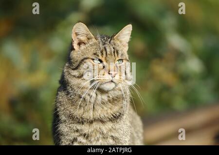 Gatto selvatico europeo (Felis silvestris silvestris), prigioniero, ritratto animale, Assia, Germania Foto Stock