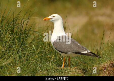 Gabbiano a dorso di nero (Larus fuscus) in erba duna, Helgoland, Germania Foto Stock