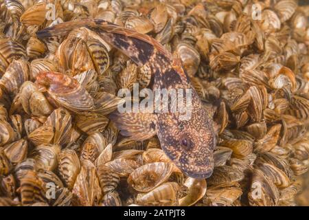Racer goby (Babka gymnotrachelus) si trova su una colonia di bivalve molluschi Zebre mitsel (Dreissena polimorfa), Dnieper fiume, Zaporizhia Oblast, Ucraina Foto Stock
