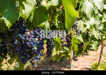 Foto ravvicinata di vitigni che portano uva in un vigneto. Mendoza, Argentina. Foto Stock