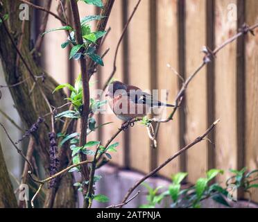 Un Bel Chaffinch maschio Perching su un ramo in un Bush buddista In Cerca di cibo in un giardino in Alsager Cheshire Inghilterra Regno Unito Foto Stock