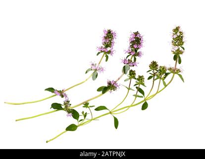 Salvia sclarea, clary, o clary salvia Isolato su sfondo bianco. Salvia sclarea erba. Clary salvia erba. Foto Stock