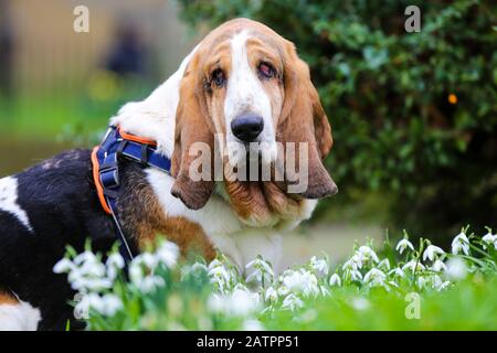 Londra, Regno Unito. 2nd Feb, 2020. Banjo visto con in gocce bianche come daffodils fiori a Londra. Credit: Dinendra Haria/Sopa Images/Zuma Wire/Alamy Live News Foto Stock