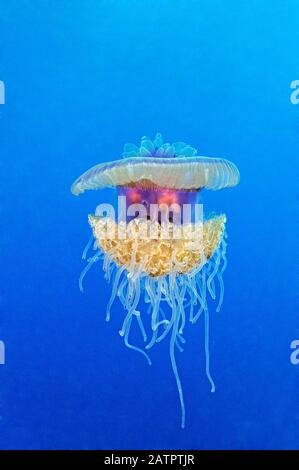 Corona Medusa, Netrostoma Setouchianum, Fratelletto, Isole Brother, Fratelli, Egitto, Mar Rosso, Oceano Indiano Foto Stock