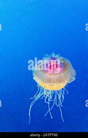 Corona Medusa, Netrostoma Setouchianum, Fratelletto, Isole Brother, Fratelli, Egitto, Mar Rosso, Oceano Indiano Foto Stock