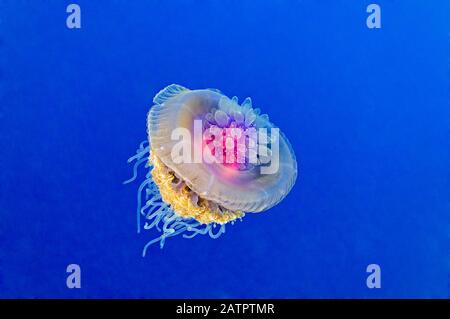 Corona Medusa, Netrostoma Setouchianum, Fratelletto, Isole Brother, Fratelli, Egitto, Mar Rosso, Oceano Indiano Foto Stock