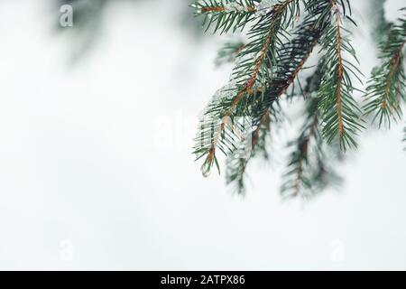 Goccia di neve fondente sul ramo di pino. Spazio di copia, messa a fuoco selettiva Foto Stock