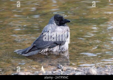 Corvo nero di uccelli che bagna Nel lago. Foto Stock