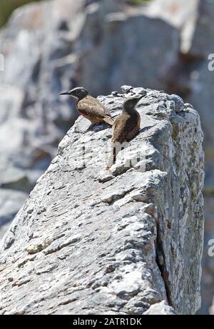 Ground Woodpecker (Geocolaptes olivaceus olivaceus) Pair arroccato sulla roccia South-Wester Cape, Sudafrica novembre Foto Stock