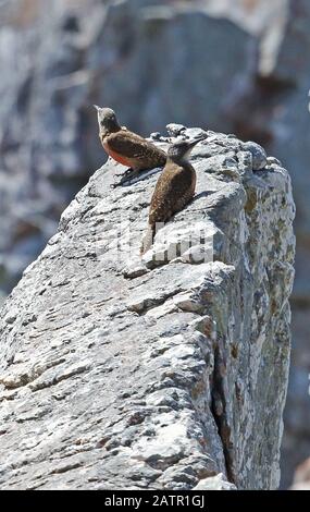 Ground Woodpecker (Geocolaptes olivaceus olivaceus) Pair arroccato sulla roccia South-Wester Cape, Sudafrica novembre Foto Stock