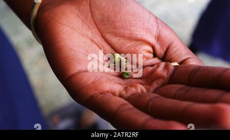 Semi di cardamomo nel palmo della mano della ragazza africana Foto Stock