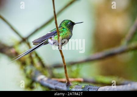 Verde, thorntail Discosura conversii, Hummingbird, Andino cloud forest, Mashpi Lodge, Mashpi riserva naturale privata, Mashpi, Choco, Ande o M andina Foto Stock