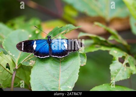 Heliconian Heliconius sp., Andino cloud forest, Mashpi Lodge, Mashpi riserva naturale privata, Mashpi, Choco, Ande o montagne andine, Ecuador Foto Stock