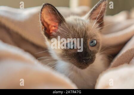 Gatto Siamese di sei settimane con occhi a forma di mandorla blu sullo sfondo del cesto beige. Eccitato tailandese o Wichien Maat kitten Foto Stock
