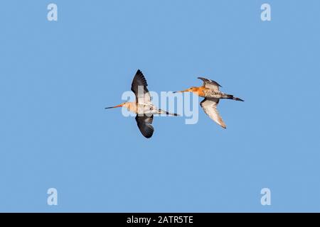 Due godwits maschio a coda nera (Mimosa limosa) in volo contro il cielo blu Foto Stock