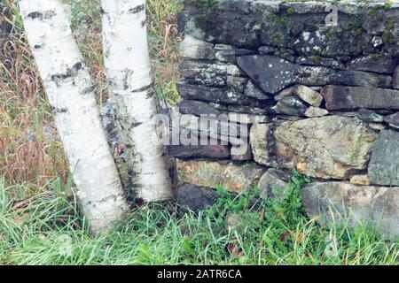 Di betulle ed erba accanto a stonewall. Foto Stock