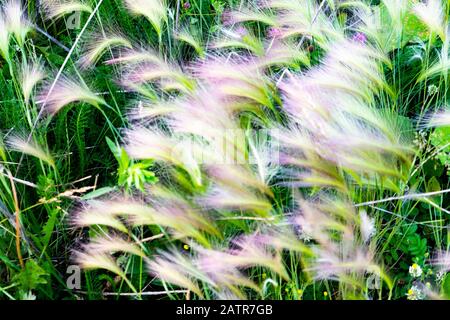 Manto erboso. Feather Grass o Needle Grass, Nassella tenuissima, forma già al minimo respiro di filigree di vento. Foto Stock