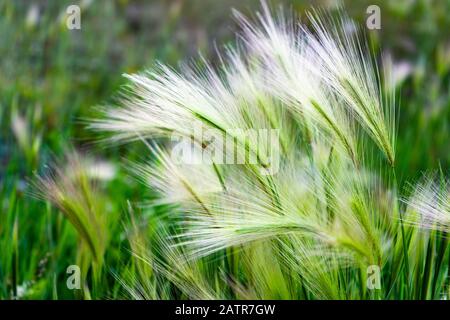 Manto erboso. Feather Grass o Needle Grass, Nassella tenuissima, forma già al minimo respiro di filigree di vento. Foto Stock