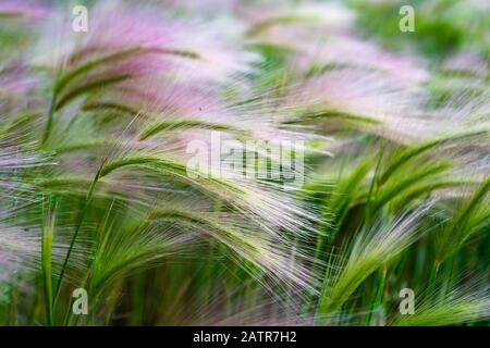 Manto erboso. Feather Grass o Needle Grass, Nassella tenuissima, forma già al minimo respiro di filigree di vento. Foto Stock