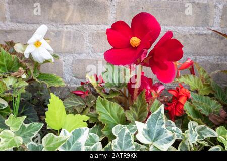 Bella immagine di tuberosa rossa fiorita Begonia in un letto di fiori in un giardino urbano Foto Stock