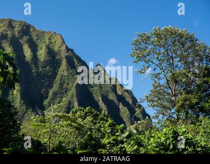 Ripido crinale di montagna coperto di alberi sorge sopra i Giardini Botanici di ho'omaluhia a Oahu Foto Stock