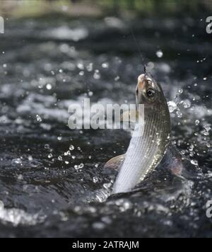 Grayling catturato in un volo Foto Stock