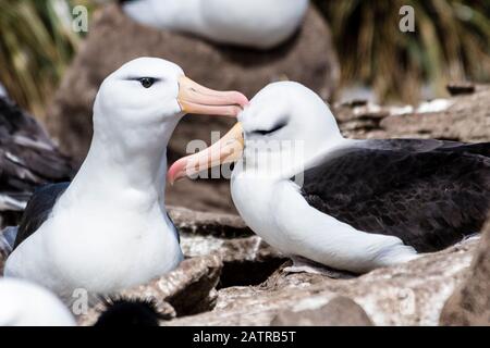 Due nero-browed Albatross, Thalassarche melanophris, rituali di corteggiamento, West Point Island, Isole Falkland, British Overseas Territorio Foto Stock