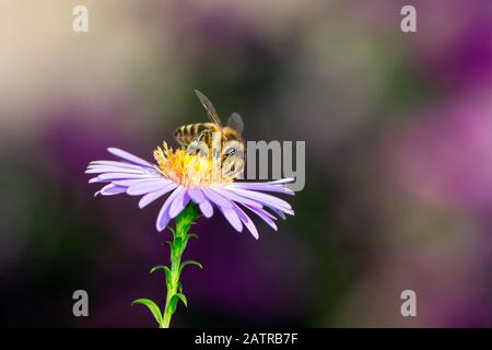Honeybee nettare di raccolta su un viola aster fiore. Foto Stock
