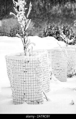 Arbusti innevati con recinzioni protettive in inverno; Manitoba, Canada Foto Stock