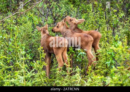 Raro alce tripletto (Alces alces) vitelli che si nutrono insieme nel pennello vicino alce vacca, Denali National Park e Preserve Foto Stock