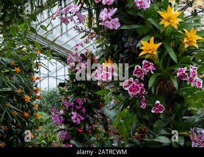 Orchidee e altre piante tropicali su un arco al Kew Orchid Festival 2020: Indonesia Londra, Regno Unito Foto Stock