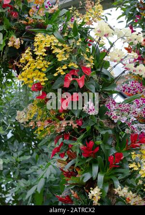 Un arco coperto di orchidee e altre piante tropicali al Kew Orchid Festival 2020: Indonesia London, UK Foto Stock