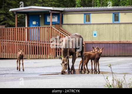 Un alce di mucca (Alces) con rari vitelli triplet che bevono da una pozzanghera nel parcheggio dell'Ufficio postale di Denali, Parco Nazionale di Denali e pr... Foto Stock