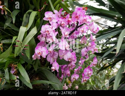 Un gruppo di orchidee rosa in mostra al Kew Orchid Festival 2020: Indonesia London, UK Foto Stock