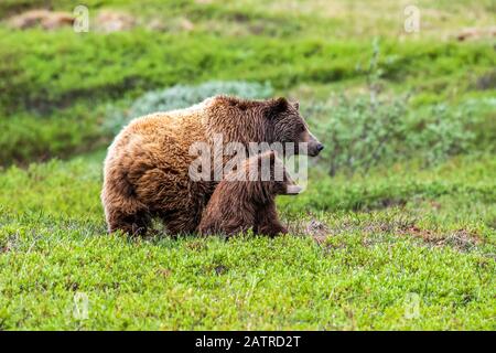 Orso grizzly (Ursus arctos horribellis) semina e cucciolo sulla tundra, Denali National Park and Preserve; Alaska, Stati Uniti d'America Foto Stock