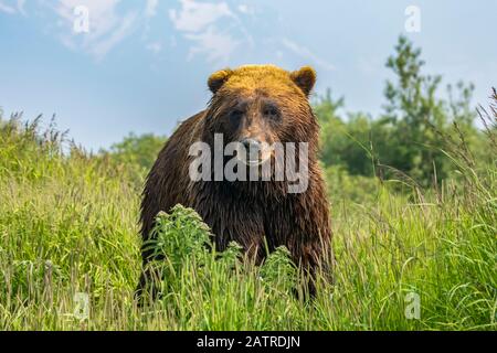 Grande cinghiale di orso bruno (Ursus arctos) guardando la macchina fotografica, Alaska Wildlife Conservation Center, Alaska centro-meridionale Foto Stock