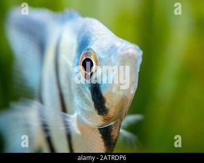 Macro primo piano di una zebra Angelfish in pesci cisterna con sfondo sfocato (Pterophyllum scalare) Foto Stock
