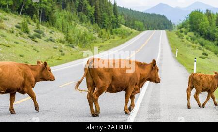 Cows attraversando un'autostrada, Kananaskis Improvement District; Alberta, Canada Foto Stock