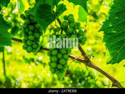 Grappolo di uve verdi su vite; Shefford, Quebec, Canada Foto Stock