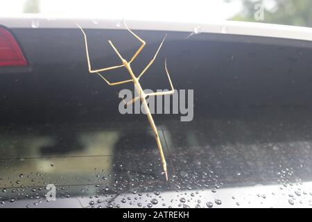 Grande insetto bastone su auto, Queensland, Australia Foto Stock