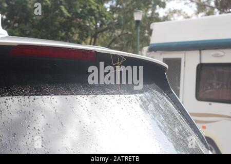 Grande insetto bastone su auto, Queensland, Australia Foto Stock