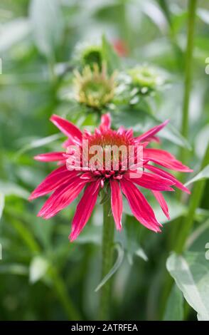 Echinacea Double Scoop Fiore Mirtillo. Foto Stock