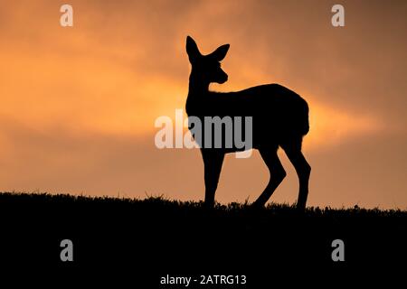 Sagoma di un cervo di coda nera (Odocoileus hemionus sitkensis) In piedi contro un luminoso cielo arancione al tramonto a Tongass Foresta Nazionale Foto Stock