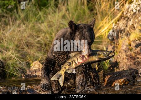 Orso nero (Ursus americanus) seduto sulla riva mangiare salmone fresco chum (Oncorhynchus keta) dal torrente, Tongass National Forest Foto Stock