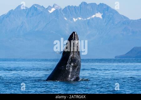 Megattere (Megaptera novaeangliae) superficie, passaggio interno, canale Lynn; Alaska, Stati Uniti d'America Foto Stock