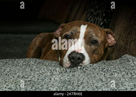 Il vecchio terrier americano dello staffordshire è situato su un divano ed è assonnato e stanco. Sembra che sia triste e solo. Foto Stock