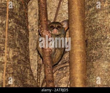 Tangkoko Riserva Naturale Batuangus; Sulawesi Nord, Indonesia Foto Stock