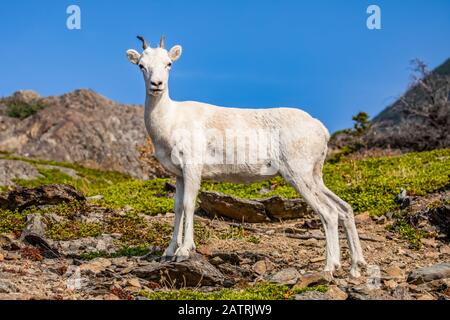 L'pecora di dall (Ovis dalli) guarda la macchina fotografica mentre si nutrisce nelle montagne della Chiesa in tarda estate, a sud di Anchorage, Alaska nel centro-sud Foto Stock